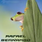 bernardo.rafael
