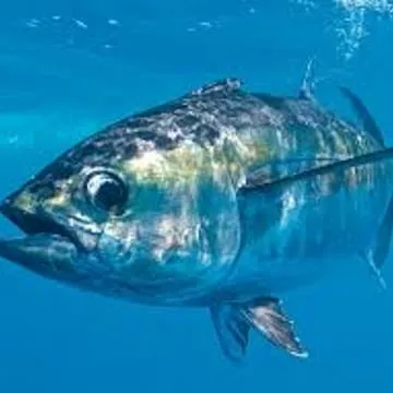 Tuna
